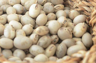 ムクナ豆の特徴